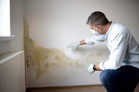 Why You Should Choose Our Mold Remediation Services in La Grulla, TX